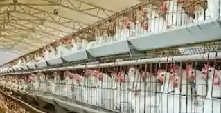 a group of chickens in cages